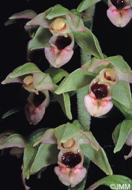 Epipactis rhodanensis x tremolsii