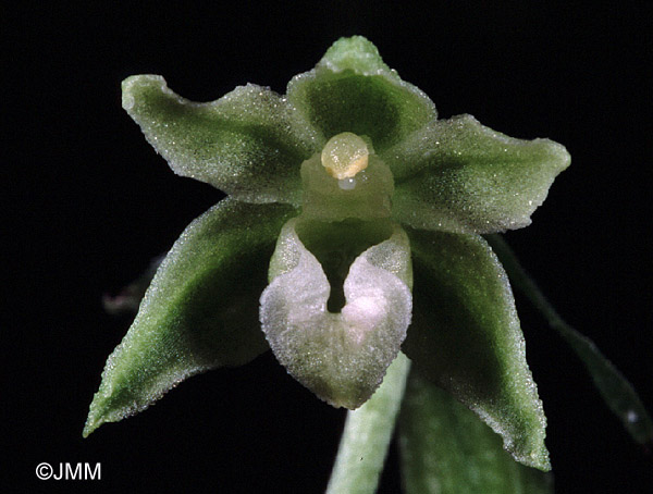 Epipactis fageticola