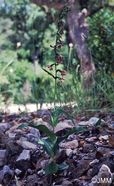 Epipactis tremolsii