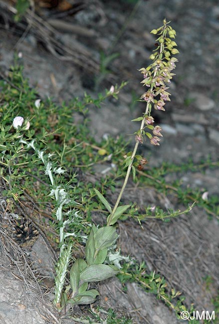 Epipactis tremolsii