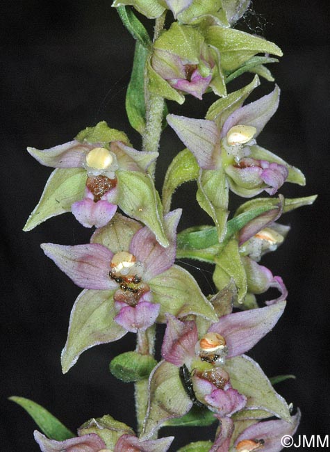 Epipactis tremolsii