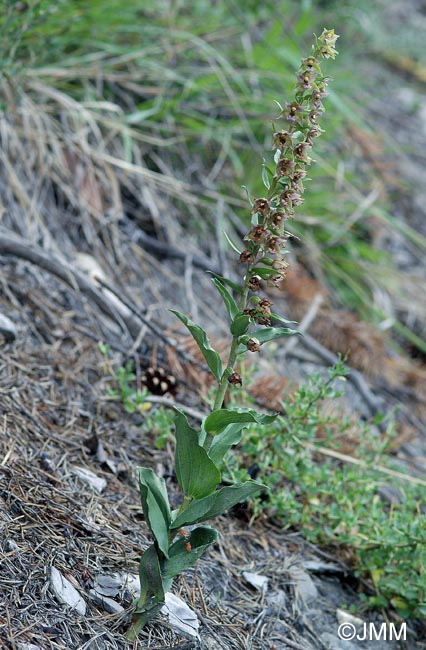 Epipactis tremolsii