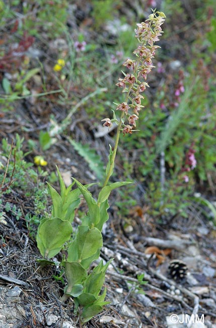 Epipactis tremolsii