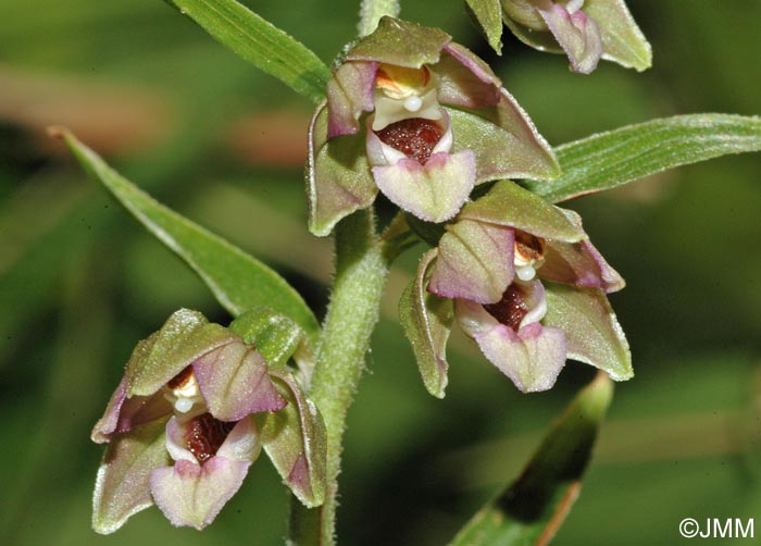 Epipactis tremolsii