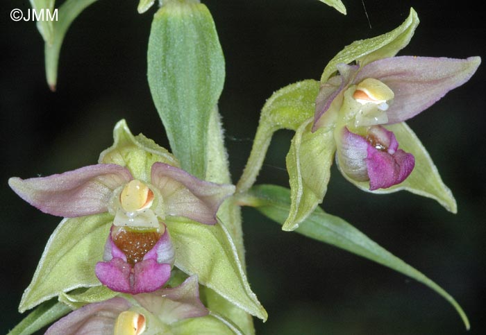 Epipactis tremolsii