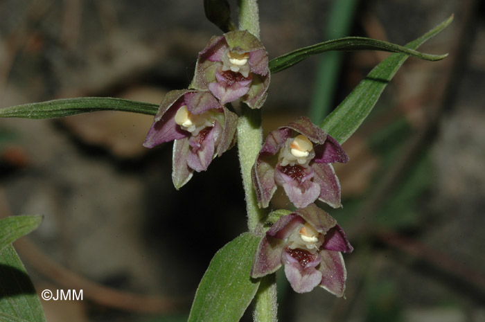 Epipactis tremolsii