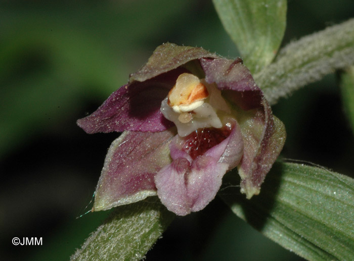 Epipactis tremolsii