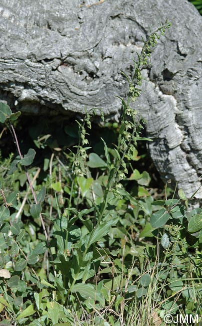 Epipactis tremolsii