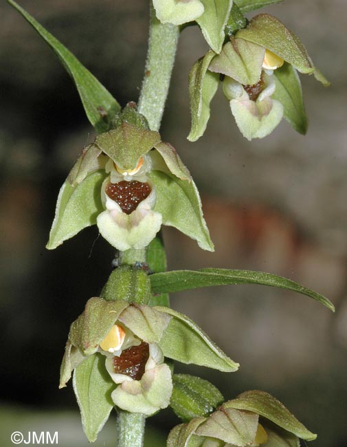 Epipactis tremolsii