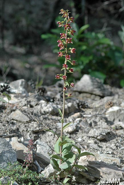 Epipactis tremolsii