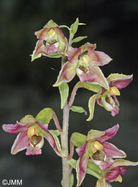 Epipactis tremolsii