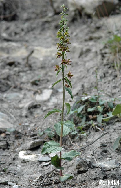 Epipactis tremolsii