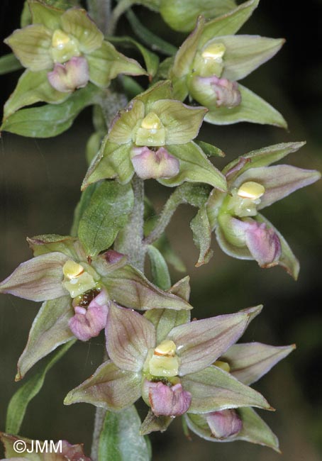 Epipactis tremolsii