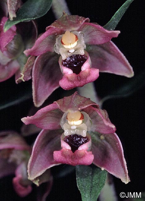 Epipactis tremolsii