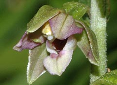 Epipactis tremolsii