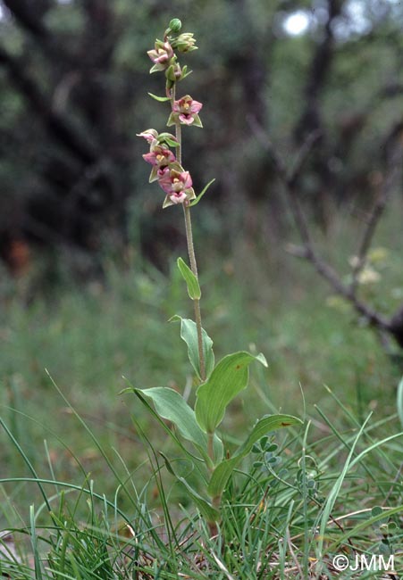 Epipactis helleborine x kleinii = Epipactis x amigoi