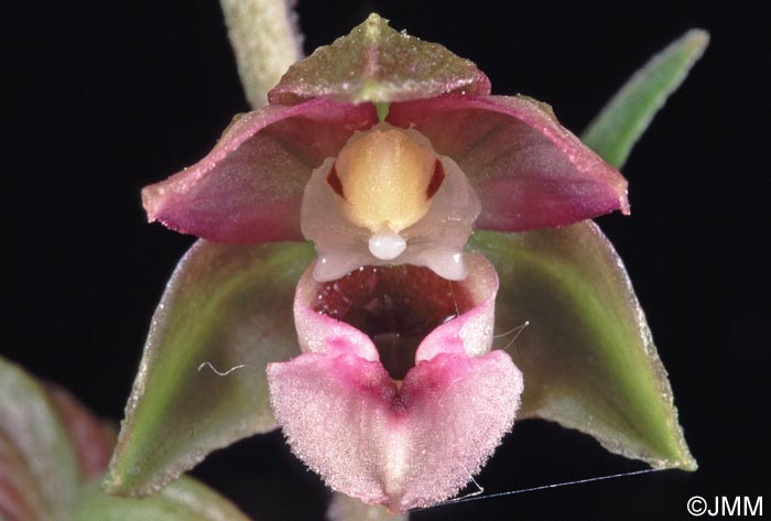 Epipactis helleborine x kleinii = Epipactis x amigoi