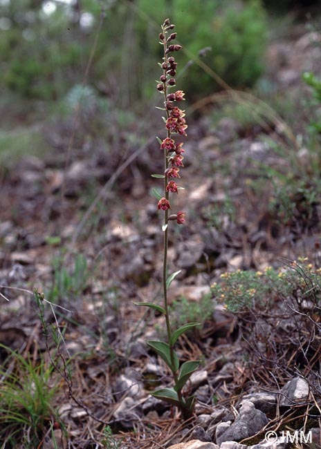 Epipactis atrorubens x kleinii = Epipactis x cardonneae