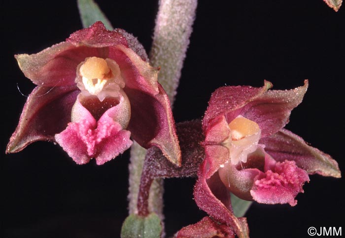 Epipactis atrorubens x kleinii = Epipactis x cardonneae