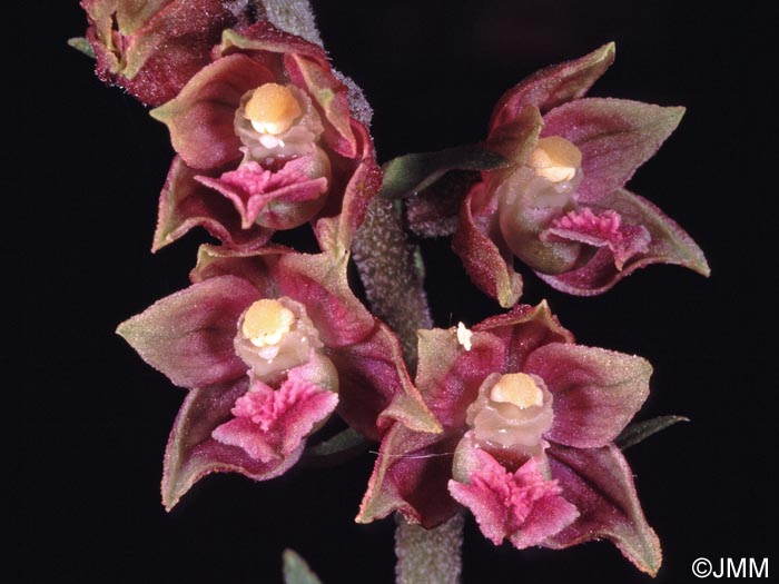 Epipactis atrorubens x kleinii = Epipactis x cardonneae