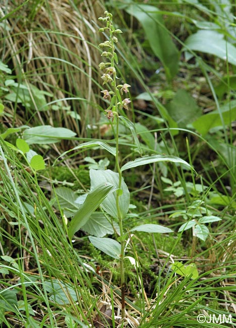 Epipactis x gevaudanii = Epipactis helleborine x rhodanensis