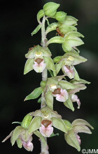 Epipactis x gevaudanii = Epipactis helleborine x rhodanensis