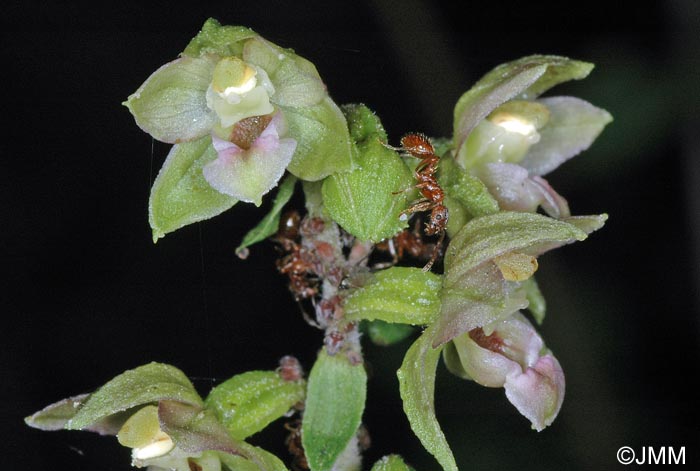 Epipactis x gevaudanii = Epipactis helleborine x rhodanensis