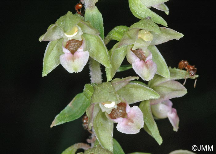 Epipactis x gevaudanii = Epipactis helleborine x rhodanensis