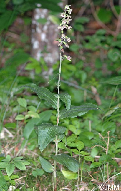 Epipactis x gevaudanii = Epipactis helleborine x rhodanensis