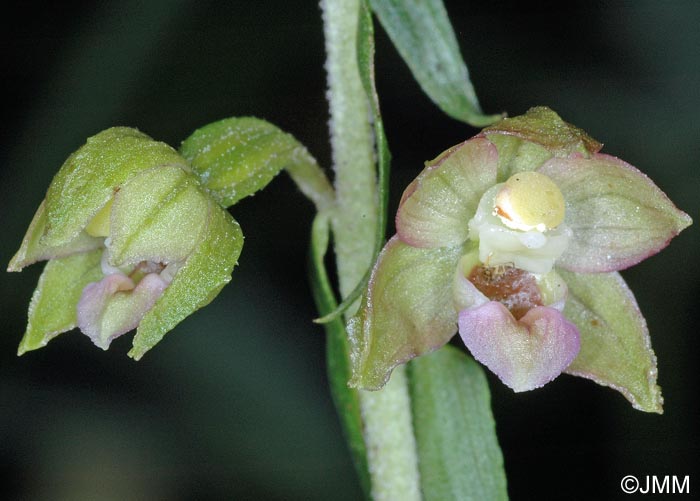 Epipactis x gevaudanii = Epipactis helleborine x rhodanensis