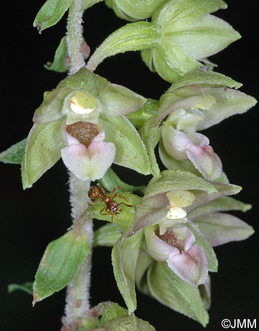 Epipactis x gevaudanii = Epipactis helleborine x rhodanensis