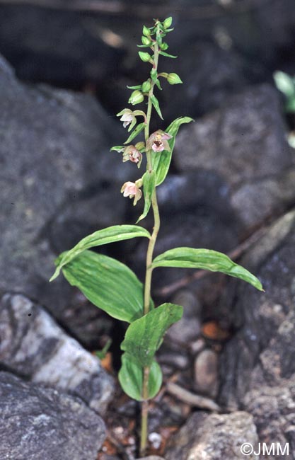 Epipactis x gevaudanii = Epipactis helleborine x rhodanensis