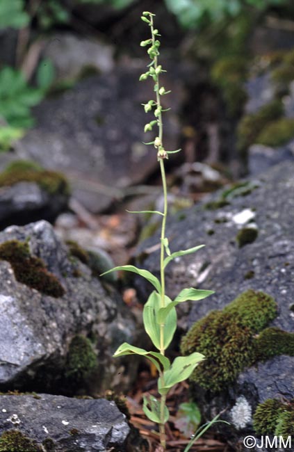 Epipactis x gevaudanii = Epipactis helleborine x rhodanensis