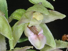 Epipactis x gevaudanii