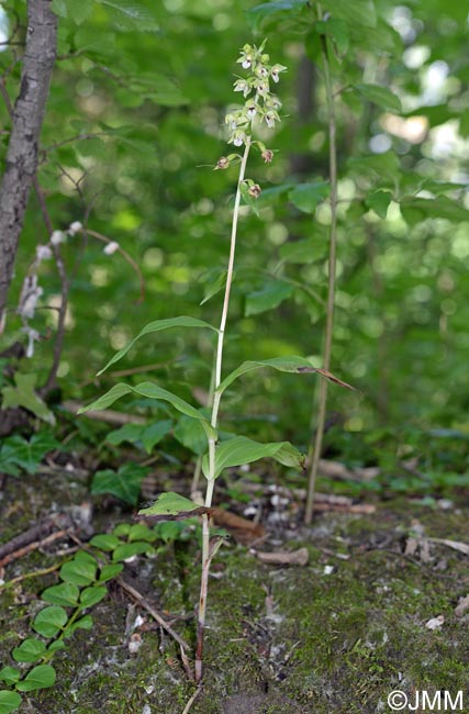 Epipactis fibri x helleborine = Epipactis x jacquetii