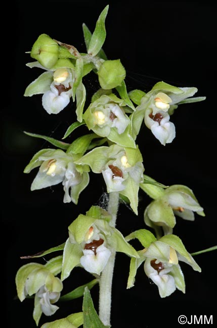 Epipactis fibri x helleborine = Epipactis x jacquetii