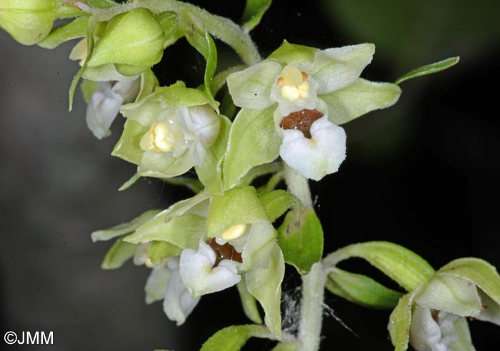 Epipactis fibri x helleborine = Epipactis x jacquetii