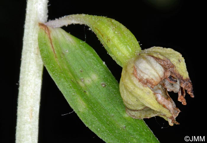 Epipactis fibri x helleborine = Epipactis x jacquetii