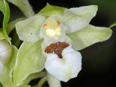 Epipactis fibri x helleborine = Epipactis x jacquetii