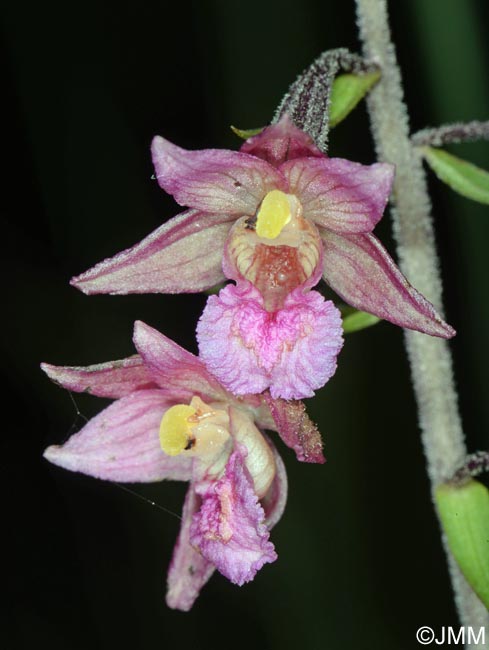 Epipactis atrorubens x palustris = Epipactis x pupplingensis