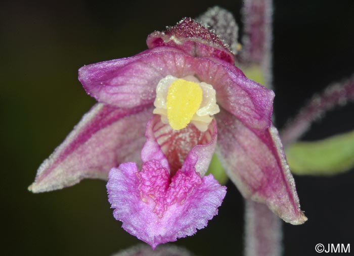 Epipactis atrorubens x palustris = Epipactis x pupplingensis