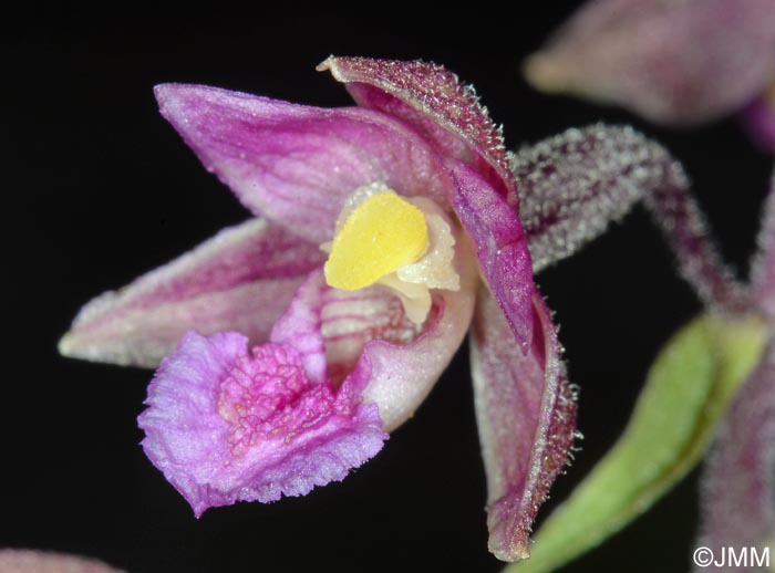 Epipactis atrorubens x palustris = Epipactis x pupplingensis