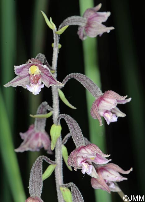 Epipactis atrorubens x palustris = Epipactis x pupplingensis