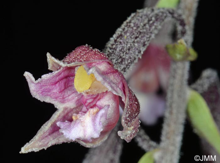 Epipactis atrorubens x palustris = Epipactis x pupplingensis