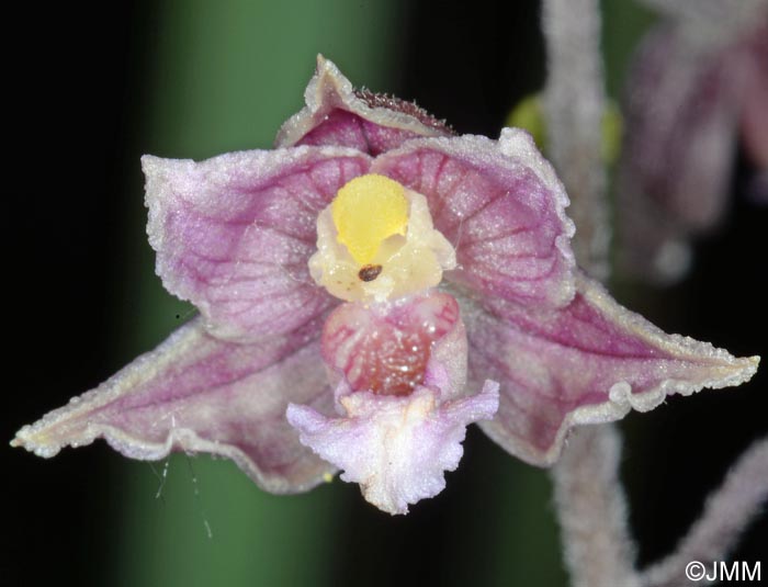 Epipactis atrorubens x palustris = Epipactis x pupplingensis