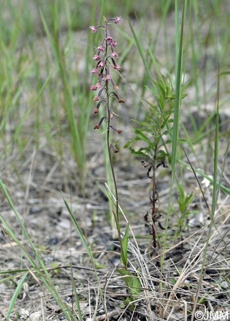 Epipactis atrorubens x palustris = Epipactis x pupplingensis