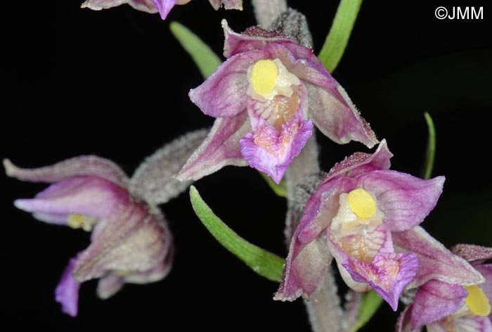 Epipactis atrorubens x palustris = Epipactis x pupplingensis