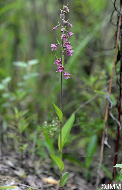 Epipactis atrorubens x palustris = Epipactis x pupplingensis