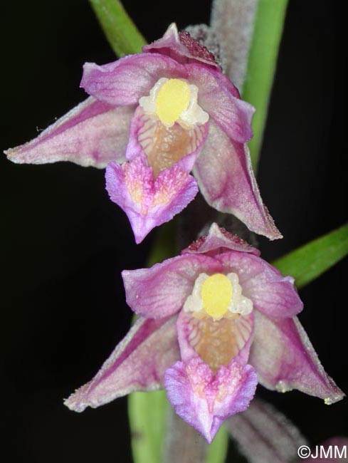 Epipactis atrorubens x palustris = Epipactis x pupplingensis