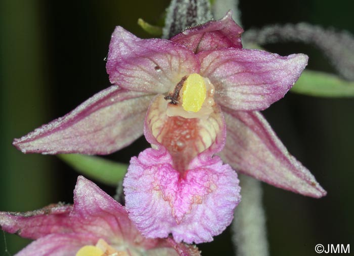 Epipactis atrorubens x palustris = Epipactis x pupplingensis